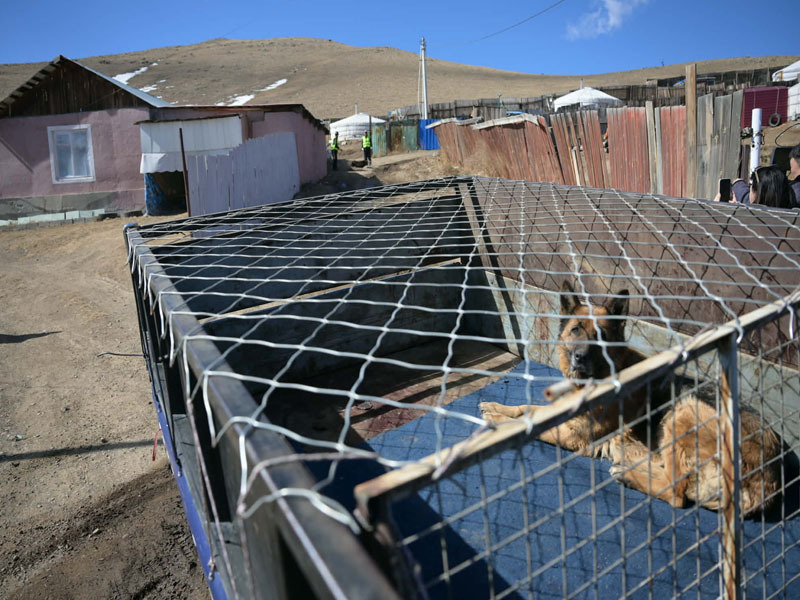 Н.Отгонбаяр: Нохой, муураа тэжээх боломжгүй болсон тохиолдолд түр асрах байранд шилжүүлэх, эзэнтэй болгохыг уриалж байна